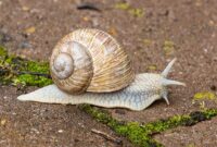 schnecke bilder