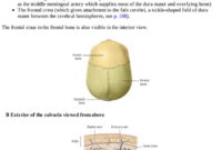 thieme atlas of anatomy pdf free download thieme atlas of anatomy pdf free download