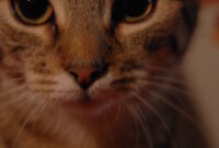 bild katze tiger bild katze tiger