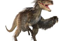 velociraptor bilder velociraptor bilder