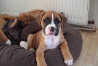 hund abzugeben kostenlos