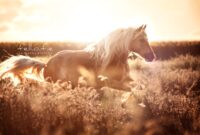 pferdebilder pferdebilder