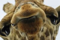 giraffe bilder lustig giraffe bilder lustig