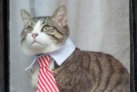 julian assange ecuador embassy cat julian assange ecuador embassy cat