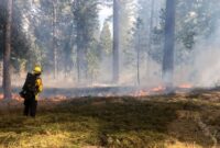 cal fire prescribed fire cal fire prescribed fire