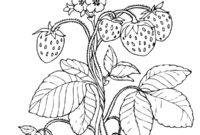erdbeere zum ausmalen