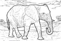elefanten vorlage zum ausdrucken elefanten vorlage zum ausdrucken