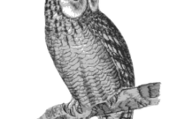 eulen zeichnungen eulen zeichnungen