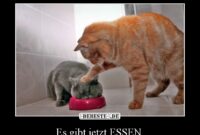 viel essen lustige bilder