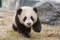 panda bilder