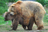 bär bilder bär bilder