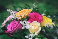 rosen bilder kostenlos