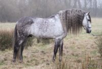 schimmel pferd kaufen