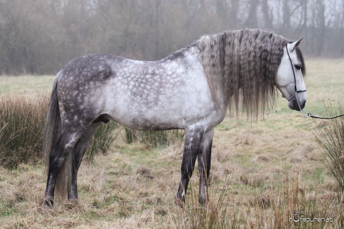 Der PRE Schimmel Hengst und seine Ponys - Hufspuren