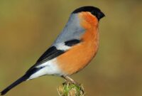 vogel bilder kostenlos