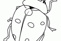 ausmalbild käfer ausmalbild käfer