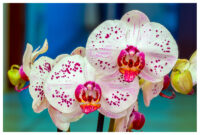 orchideen bilder zum ausdrucken orchideen bilder zum ausdrucken