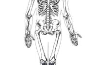 skelett ausmalbilder skelett ausmalbilder