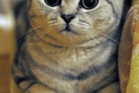 süße katzen bilder kostenlos