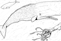 orca malvorlage