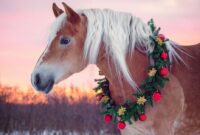 weihnachtsbilder pferde weihnachtsbilder pferde