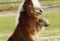 süße pony bilder süße pony bilder