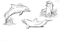delphin zum ausdrucken