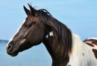 pferdebilder kostenlos pferdebilder kostenlos