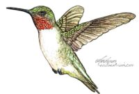 vogel zeichnung vogel zeichnung