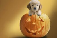 halloween bilder kostenlos halloween bilder kostenlos