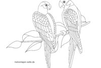 malvorlagen papagei