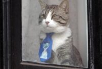 what happened to julian assange’s cat