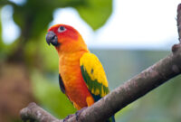 bunte tierbilder bunte tierbilder