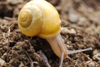 schnecke bilder