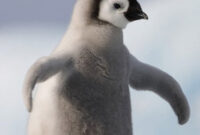 pinguin babys bilder pinguin babys bilder