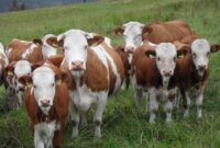 bauernhof bilder bauernhof bilder