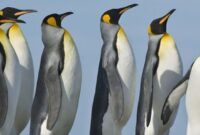 pinguin bilder süß pinguin bilder süß