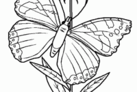 schmetterling vorlagen zum ausmalen schmetterling vorlagen zum ausmalen