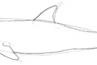 delfin gezeichnet delfin gezeichnet