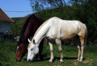 pferd bilder kostenlos pferd bilder kostenlos