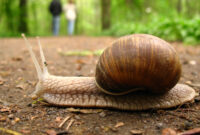 schnecken bilder