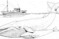 wal malvorlage wal malvorlage