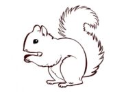 eichhörnchen zeichnung einfach eichhörnchen zeichnung einfach