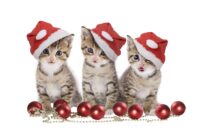 weihnachtskatzen bilder weihnachtskatzen bilder