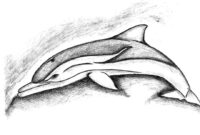 delphin gezeichnet delphin gezeichnet
