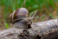 schnecken bilder schnecken bilder