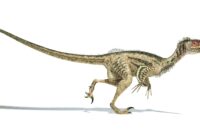 velociraptor größe velociraptor größe