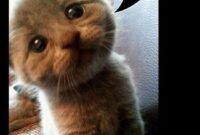 witzige bilder lustig witzige bilder lustig