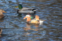 fressen enten fisch