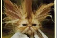 lustige bilder von menschen lustige bilder von menschen